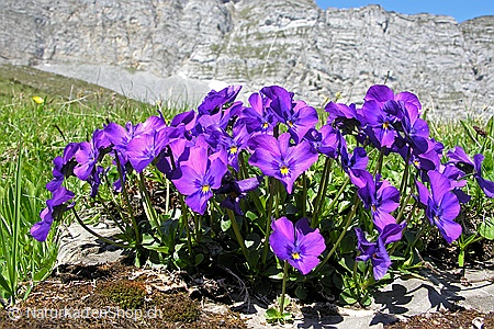 A5-Fotokarte/Klappkarte mit hochwertigem Papierabzug, Einlageblatt und Umschlag. Fototitel: Blumenkarte Stiefmütterchen (Klappkarte, Kunstkarte)