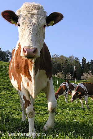 A5-Fotokarte/Klappkarte mit hochwertigem Papierabzug, Einlageblatt und Umschlag. Fototitel: Interessiertes Kalb auf der Wiese (Klappkarte, Kunstkarte)