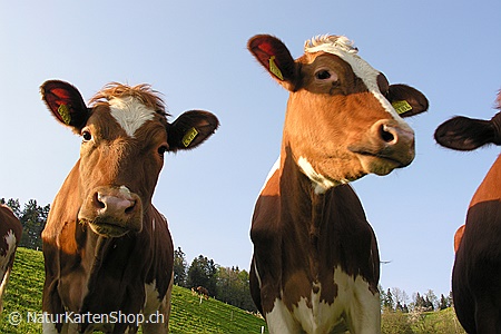 A5-Fotokarte/Klappkarte mit hochwertigem Papierabzug, Einlageblatt und Umschlag. Fototitel: Kälber auf auf der Weide (Klappkarte, Kunstkarte)
