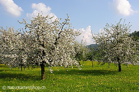 A5-Fotokarte/Klappkarte mit hochwertigem Papierabzug, Einlageblatt und Umschlag. Fototitel: Blühende Apfelbäume (Klappkarte, Kunstkarte)