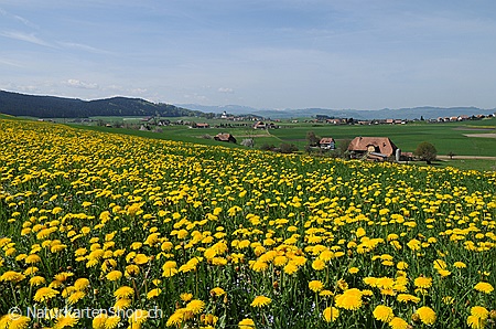 A5-Fotokarte/Klappkarte mit hochwertigem Papierabzug, Einlageblatt und Umschlag. Fototitel: Frühlingslandschaft mit blühender Löwenzahnwiese (Klappkarte, Kunstkarte)