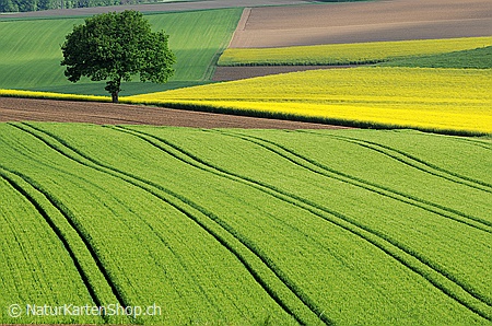 A5-Fotokarte/Klappkarte mit hochwertigem Papierabzug, Einlageblatt und Umschlag. Fototitel: Frühlingsbild Baum am Feldrand (Klappkarte, Kunstkarte)