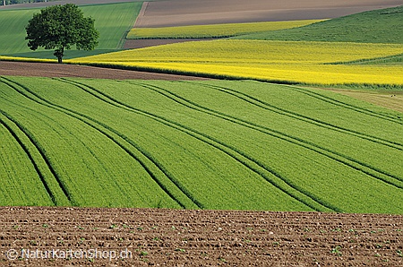 A5-Fotokarte/Klappkarte mit hochwertigem Papierabzug, Einlageblatt und Umschlag. Fototitel: Frühlingsfarben in der Landschaft (Klappkarte, Kunstkarte)