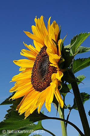 A5-Fotokarte/Klappkarte mit hochwertigem Papierabzug, Einlageblatt und Umschlag. Fototitel: Geburtstagskarte Sonnenblume (Klappkarte, Kunstkarte)