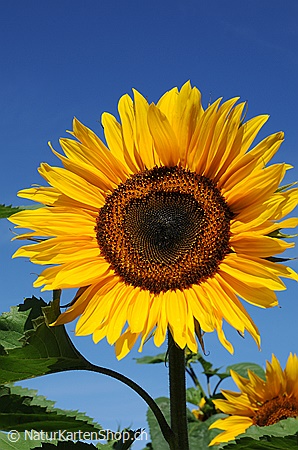 A5-Fotokarte/Klappkarte mit hochwertigem Papierabzug, Einlageblatt und Umschlag. Fototitel: Glückwunschkarte Sonnenblume (Klappkarte, Kunstkarte)