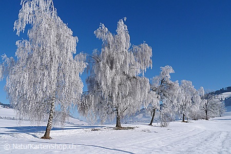 A5-Fotokarte/Klappkarte mit hochwertigem Papierabzug, Einlageblatt und Umschlag. Fototitel: Baumreihe mit Birken voller Raureif (Klappkarte, Kunstkarte)