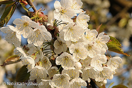 A5-Fotokarte/Klappkarte mit hochwertigem Papierabzug, Einlageblatt und Umschlag. Fototitel: Kommunionskarte Kirschbaumblüten (Klappkarte, Kunstkarte)