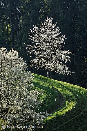 A5-Fotokarte/Klappkarte mit hochwertigem Papierabzug, Einlageblatt und Umschlag. Fototitel: Konfirmationskarte Blühender Baum (Klappkarte, Kunstkarte)