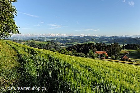 A5-Fotokarte/Klappkarte mit hochwertigem Papierabzug, Einlageblatt und Umschlag. Fototitel: Gerstenfeld und Berner Alpen (Klappkarte, Kunstkarte)
