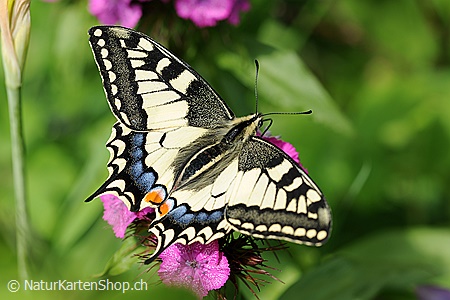 A5-Fotokarte/Klappkarte mit hochwertigem Papierabzug, Einlageblatt und Umschlag. Fototitel: Geburtstagskarte Schmetterling (Klappkarte, Kunstkarte)
