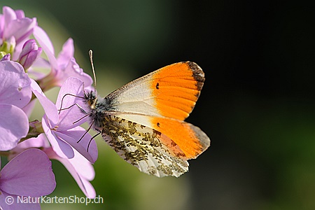 A5-Fotokarte/Klappkarte mit hochwertigem Papierabzug, Einlageblatt und Umschlag. Fototitel: Schmetterling an Blüte (Klappkarte, Kunstkarte)
