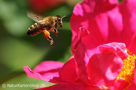 A5-Fotokarte/Klappkarte mit hochwertigem Papierabzug, Einlageblatt und Umschlag. Fototitel: Biene im Anflug (Klappkarte, Kunstkarte)