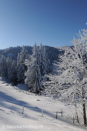A5-Fotokarte/Klappkarte mit hochwertigem Papierabzug, Einlageblatt und Umschlag. Fototitel: Weihnachtskarte Verschneiter Baum und Wald (Klappkarte, Kunstkarte)