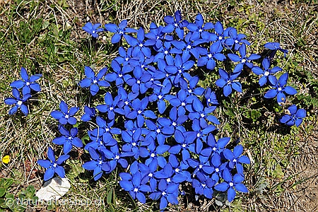 A5-Fotokarte/Klappkarte mit hochwertigem Papierabzug, Einlageblatt und Umschlag. Fototitel: Gruppe blühender Enzian (Klappkarte, Kunstkarte)