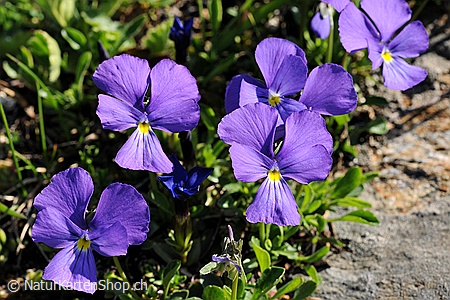 A5-Fotokarte/Klappkarte mit hochwertigem Papierabzug, Einlageblatt und Umschlag. Fototitel: Glückwunschkarte Stiefmütterchen (Klappkarte, Kunstkarte)
