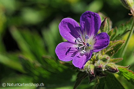 A5-Fotokarte/Klappkarte mit hochwertigem Papierabzug, Einlageblatt und Umschlag. Fototitel: Blumenkarte (Klappkarte, Kunstkarte)