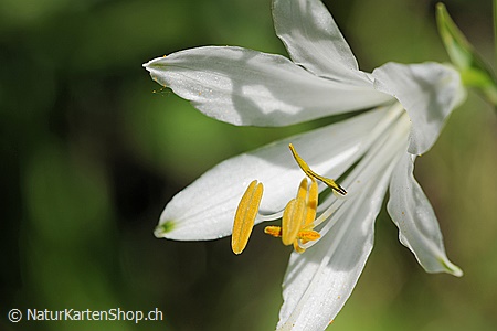 A5-Fotokarte/Klappkarte mit hochwertigem Papierabzug, Einlageblatt und Umschlag. Fototitel: Glückwunschkarte mit Blumenmotiv (Klappkarte, Kunstkarte)