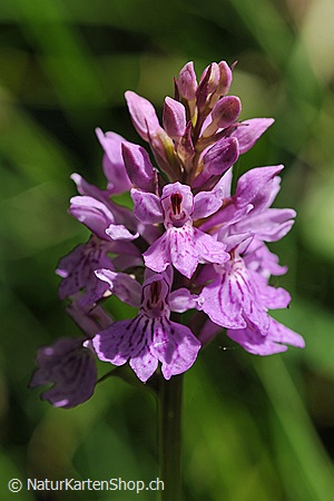 A5-Fotokarte/Klappkarte mit hochwertigem Papierabzug, Einlageblatt und Umschlag. Fototitel: Geburtstagskarte mit Blumen (Klappkarte, Kunstkarte)