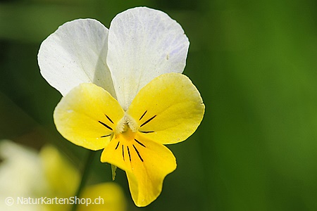 A5-Fotokarte/Klappkarte mit hochwertigem Papierabzug, Einlageblatt und Umschlag. Fototitel: Veilchen (Klappkarte, Kunstkarte)