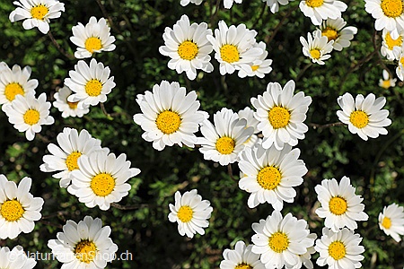 A5-Fotokarte/Klappkarte mit hochwertigem Papierabzug, Einlageblatt und Umschlag. Fototitel: Blumenkarte zum Geburtstag (Klappkarte, Kunstkarte)