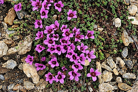 A5-Fotokarte/Klappkarte mit hochwertigem Papierabzug, Einlageblatt und Umschlag. Fototitel: Genesungskarte mit Blumen (Klappkarte, Kunstkarte)
