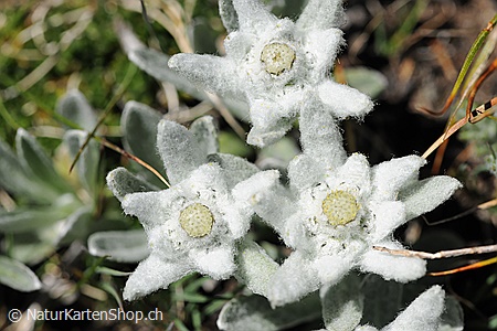 A5-Fotokarte/Klappkarte mit hochwertigem Papierabzug, Einlageblatt und Umschlag. Fototitel: Edelweiss (Klappkarte, Kunstkarte)