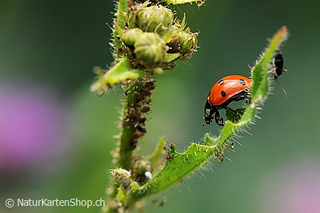 A5-Fotokarte/Klappkarte mit hochwertigem Papierabzug, Einlageblatt und Umschlag. Fototitel: Glückskäfer (Klappkarte, Kunstkarte)