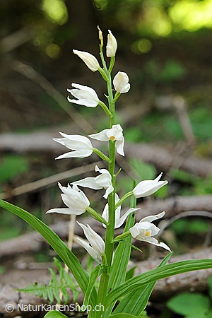 A5-Fotokarte/Klappkarte mit hochwertigem Papierabzug, Einlageblatt und Umschlag. Fototitel: Geburtstagskarte Orchidee (Klappkarte, Kunstkarte)