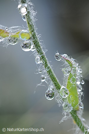 A5-Fotokarte/Klappkarte mit hochwertigem Papierabzug, Einlageblatt und Umschlag. Fototitel: Wassertropfen an Halm (Klappkarte, Kunstkarte)