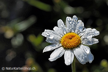 A5-Fotokarte/Klappkarte mit hochwertigem Papierabzug, Einlageblatt und Umschlag. Fototitel: Wassertropfen auf der Blüte einer Margerite (Klappkarte, Kunstkarte)