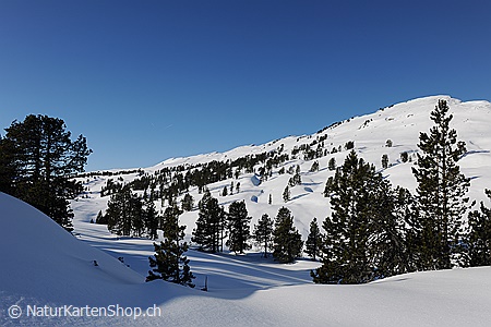 A5-Fotokarte/Klappkarte mit hochwertigem Papierabzug, Einlageblatt und Umschlag. Fototitel: Lichter Föhrenwald in schneebedeckter, lieblicher Berglandschaft (Klappkarte, Kunstkarte)