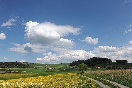 A5-Fotokarte/Klappkarte mit hochwertigem Papierabzug, Einlageblatt und Umschlag. Fototitel: Frühlingslandschaft mit Weg (Klappkarte, Kunstkarte)