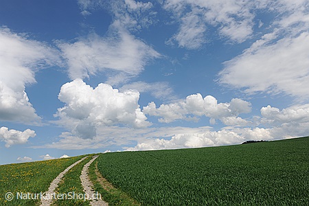 A5-Fotokarte/Klappkarte mit hochwertigem Papierabzug, Einlageblatt und Umschlag. Fototitel: Glückwunschkarte mit Weg (Klappkarte, Kunstkarte)