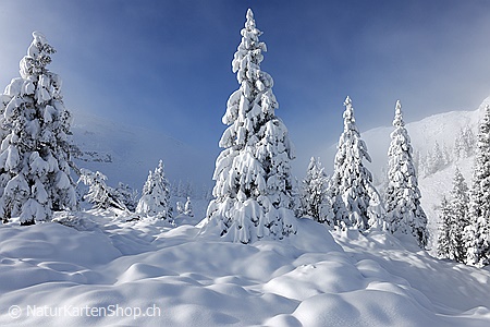 A5-Fotokarte/Klappkarte mit hochwertigem Papierabzug, Einlageblatt und Umschlag. Fototitel: Weihnachtskarte Tief verschneite Tannen (Klappkarte, Kunstkarte)