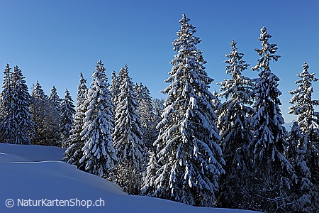 A5-Fotokarte/Klappkarte mit hochwertigem Papierabzug, Einlageblatt und Umschlag. Fototitel: Weihnachtskarte Verschneiter Wald (Klappkarte, Kunstkarte)