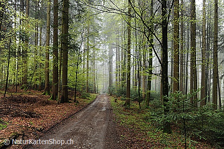 A5-Fotokarte/Klappkarte mit hochwertigem Papierabzug, Einlageblatt und Umschlag. Fototitel: Waldweg (Klappkarte, Kunstkarte)