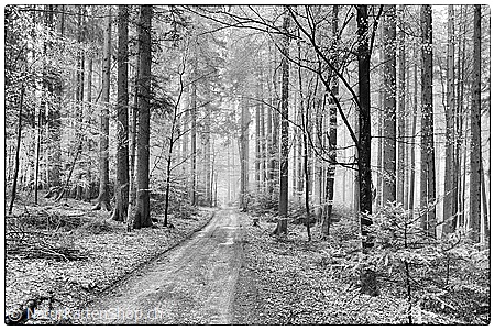 A5-Fotokarte/Klappkarte mit hochwertigem Papierabzug, Einlageblatt und Umschlag. Fototitel: Waldweg (Schwarz/Weiss) (Klappkarte, Kunstkarte)