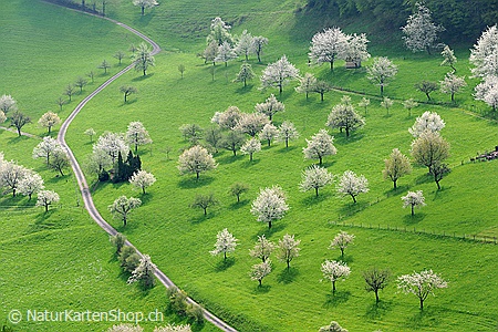 A5-Fotokarte/Klappkarte mit hochwertigem Papierabzug, Einlageblatt und Umschlag. Fototitel: Dankeskarte blühende Bäume (Klappkarte, Kunstkarte)
