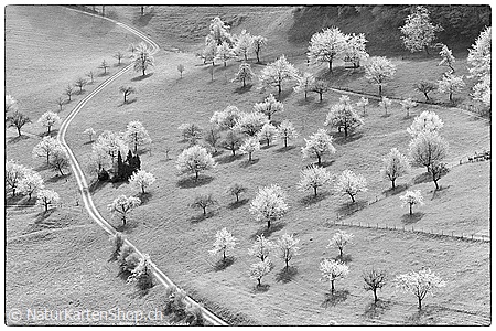 A5-Fotokarte/Klappkarte mit hochwertigem Papierabzug, Einlageblatt und Umschlag. Fototitel: Dankeskarte blühende Bäume (Schwarz/Weiss) (Klappkarte, Kunstkarte)