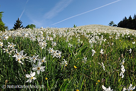 A5-Fotokarte/Klappkarte mit hochwertigem Papierabzug, Einlageblatt und Umschlag. Fototitel: Blumenwiese mit Narzissen (Klappkarte, Kunstkarte)