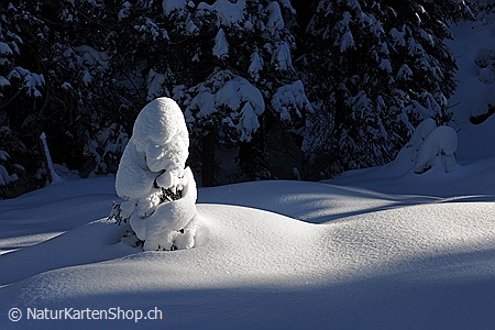 A5-Fotokarte/Klappkarte mit hochwertigem Papierabzug, Einlageblatt und Umschlag. Fototitel: Weihnachtskarte Junge Tanne (Klappkarte, Kunstkarte)