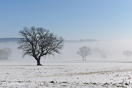 A5-Fotokarte/Klappkarte mit hochwertigem Papierabzug, Einlageblatt und Umschlag. Fototitel: Baum (Klappkarte, Kunstkarte)