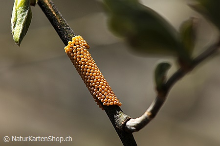 A5-Fotokarte/Klappkarte mit hochwertigem Papierabzug, Einlageblatt und Umschlag. Fototitel: Fotokunstkarte Eigelege (Klappkarte, Kunstkarte)