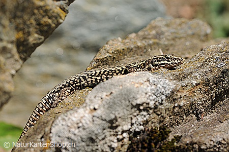 A5-Fotokarte/Klappkarte mit hochwertigem Papierabzug, Einlageblatt und Umschlag. Fototitel: Mauereidechse auf Felsblock (Klappkarte, Kunstkarte)