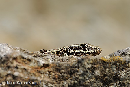 A5-Fotokarte/Klappkarte mit hochwertigem Papierabzug, Einlageblatt und Umschlag. Fototitel: Eidechse (Klappkarte, Kunstkarte)