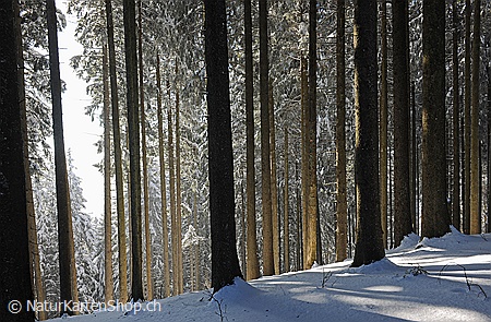 A5-Fotokarte/Klappkarte mit hochwertigem Papierabzug, Einlageblatt und Umschlag. Fototitel: Wald im Winter (Klappkarte, Kunstkarte)