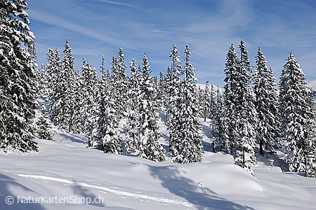 A5-Fotokarte/Klappkarte mit hochwertigem Papierabzug, Einlageblatt und Umschlag. Fototitel: Waldlichtung in tief verschneitem Tannenwald (Klappkarte, Kunstkarte)