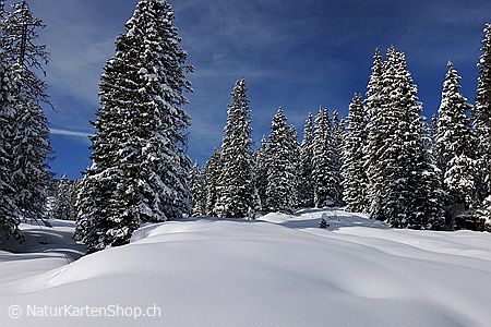 A5-Fotokarte/Klappkarte mit hochwertigem Papierabzug, Einlageblatt und Umschlag. Fototitel: Lichtung im verschneiten Tannenwald (Klappkarte, Kunstkarte)