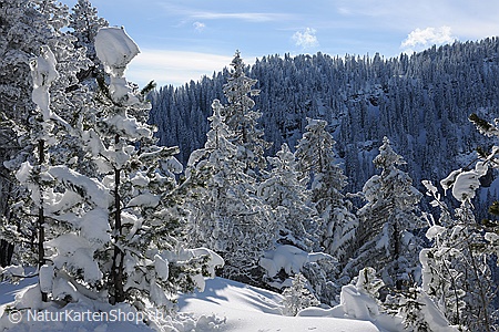 A5-Fotokarte/Klappkarte mit hochwertigem Papierabzug, Einlageblatt und Umschlag. Fototitel: Winterwald mit frisch verschneiten jungen Tannen (Klappkarte, Kunstkarte)