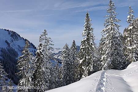 A5-Fotokarte/Klappkarte mit hochwertigem Papierabzug, Einlageblatt und Umschlag. Fototitel: Verschneiter Wald und Spur im Neuschnee (Klappkarte, Kunstkarte)